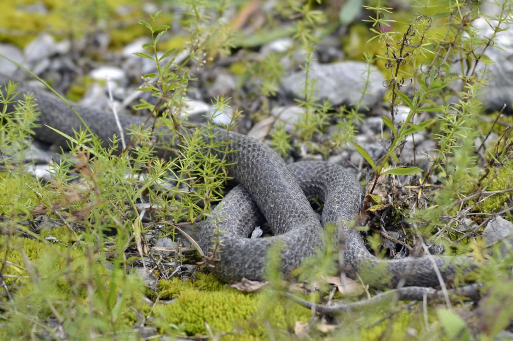 Coronella austriaca in muta